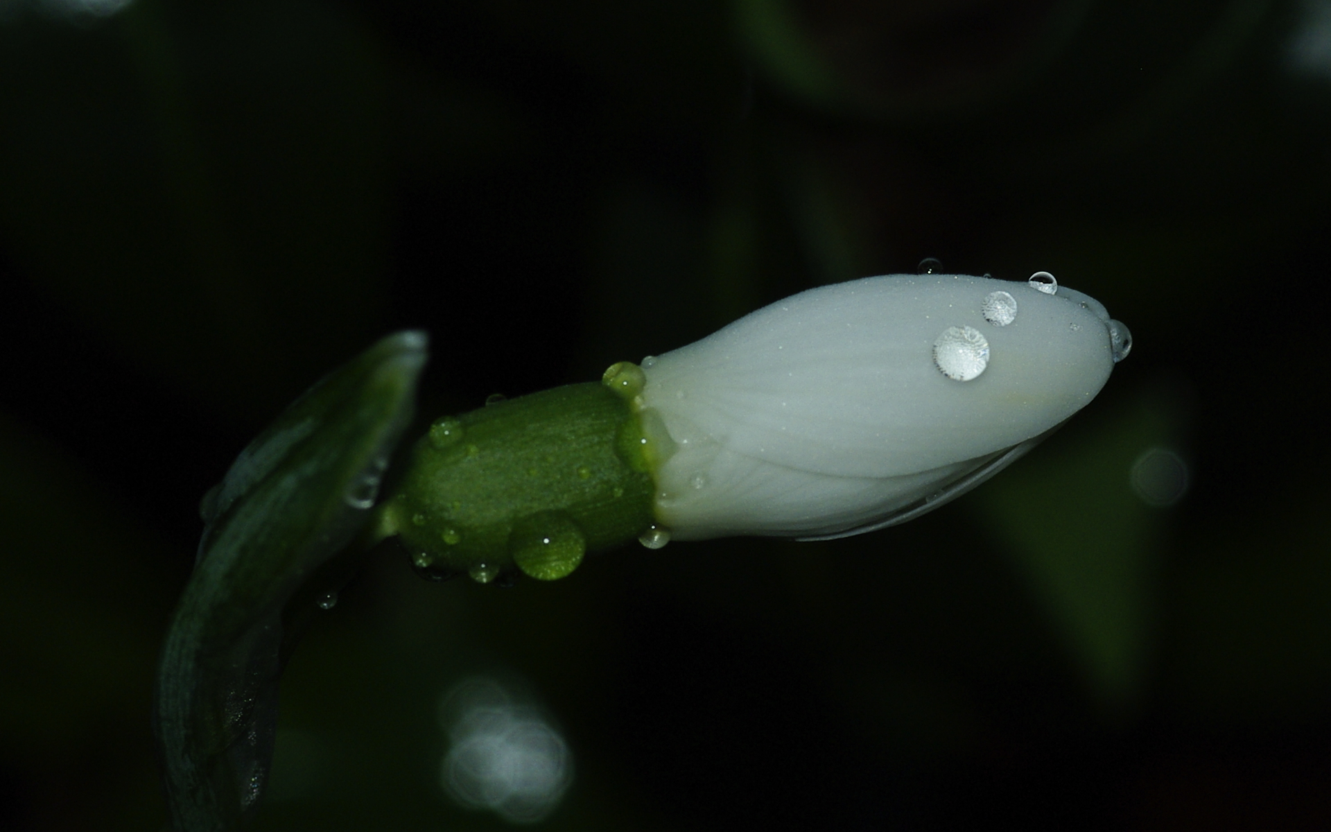 Snowdrop in January