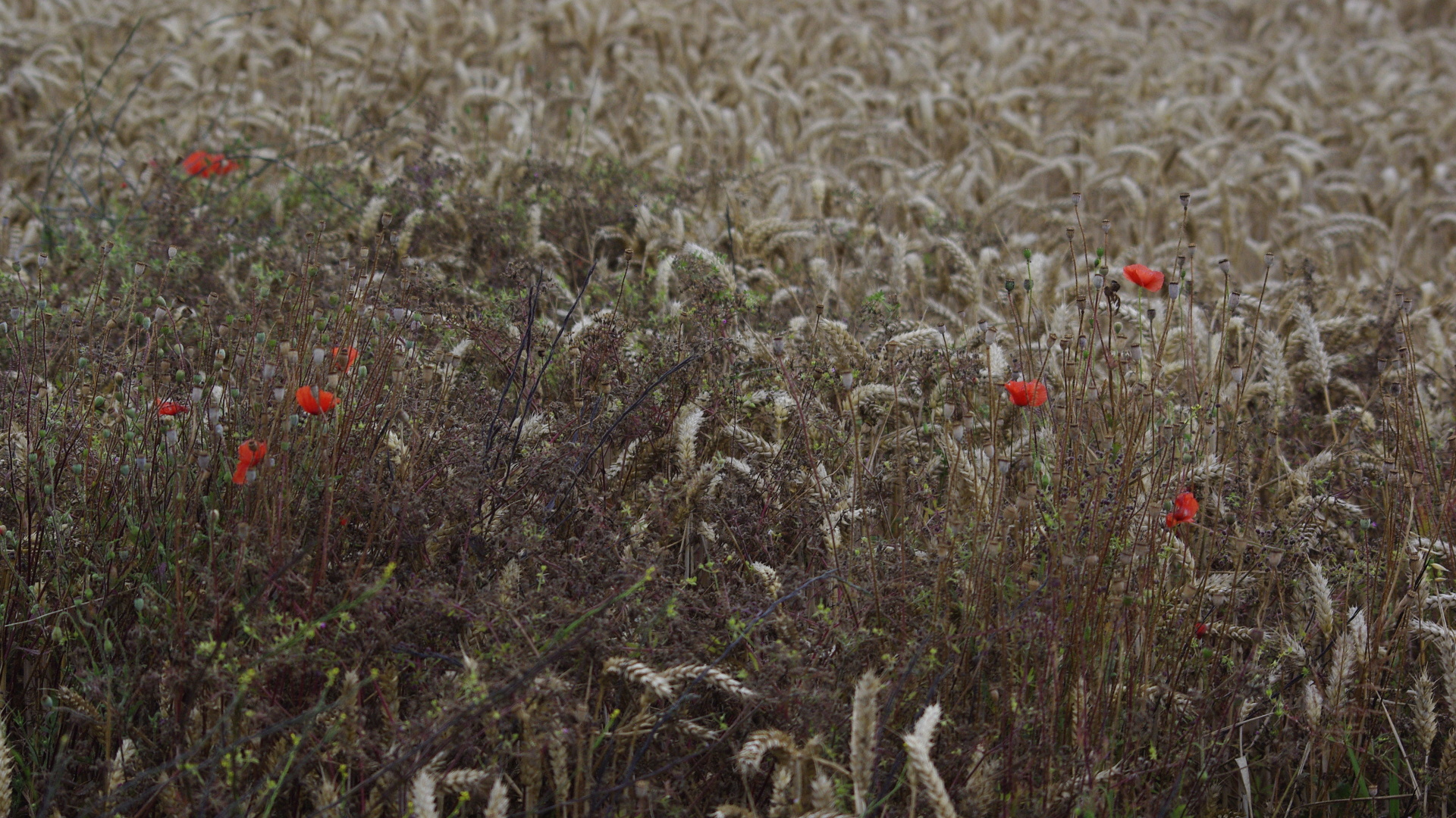 Poppies in Wheat