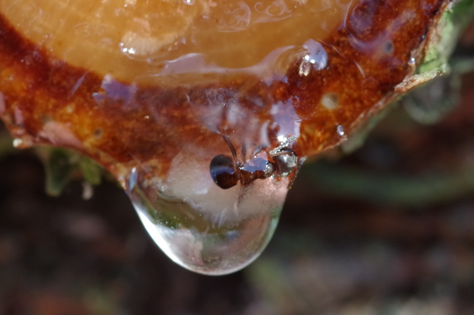 Ant Stuck in Resin