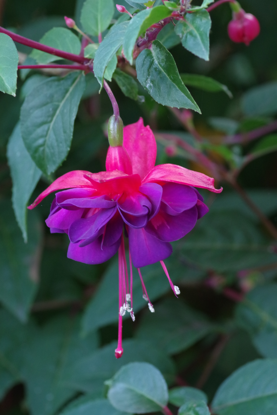 Late fuchsia at end of September
