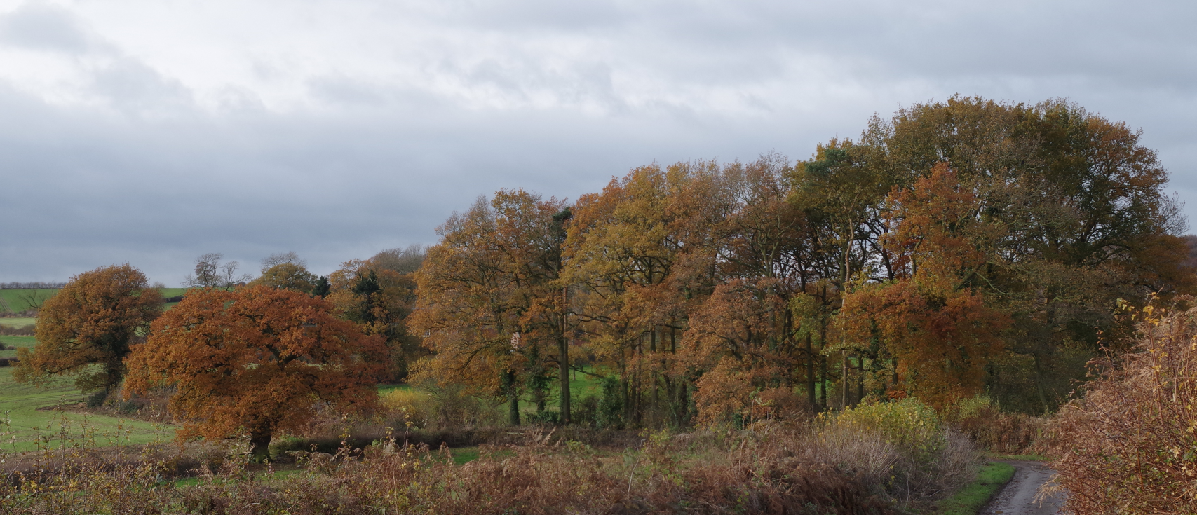 Late Autumn in Derbyshire