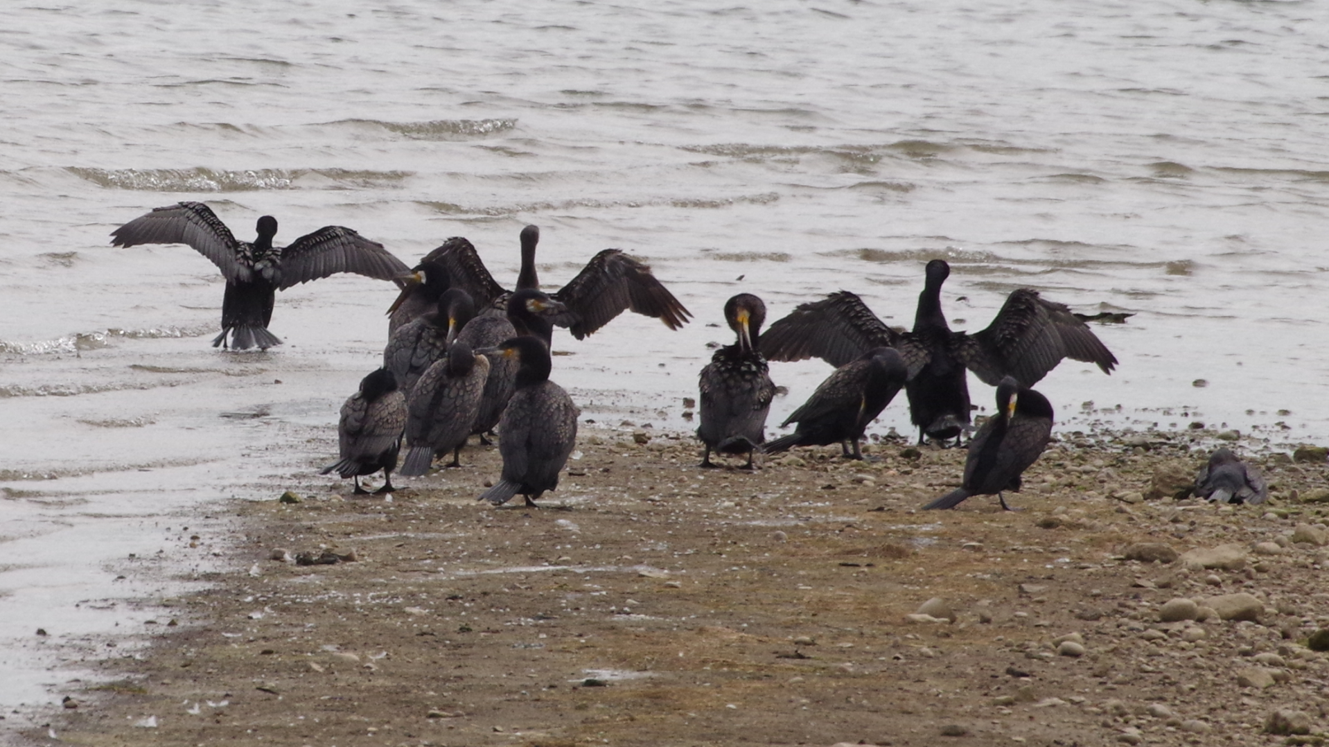 Cormorant at Carsington Water