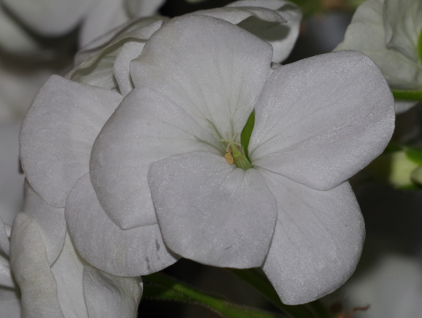 White Pelargonium