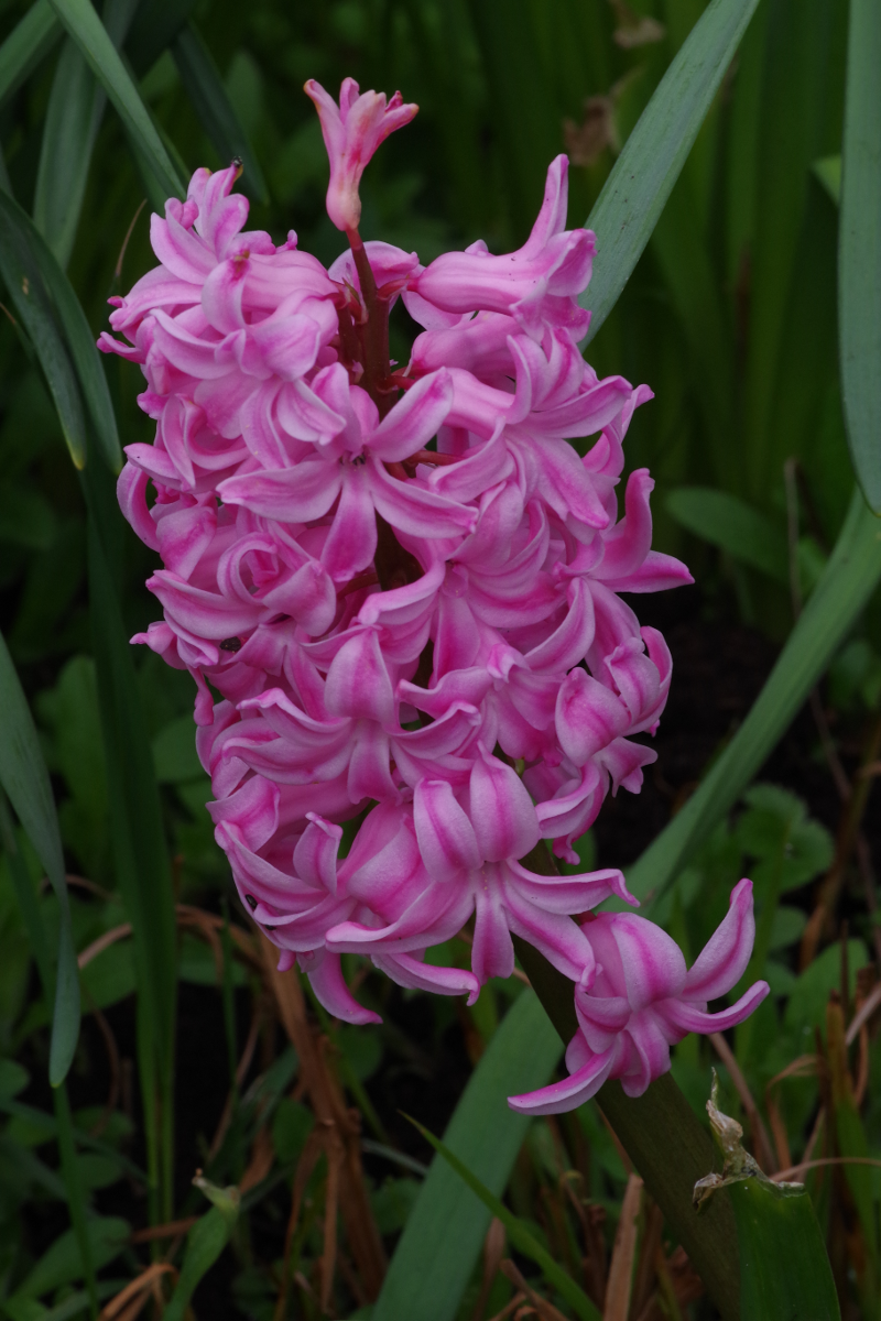 Magenta Hyacinth