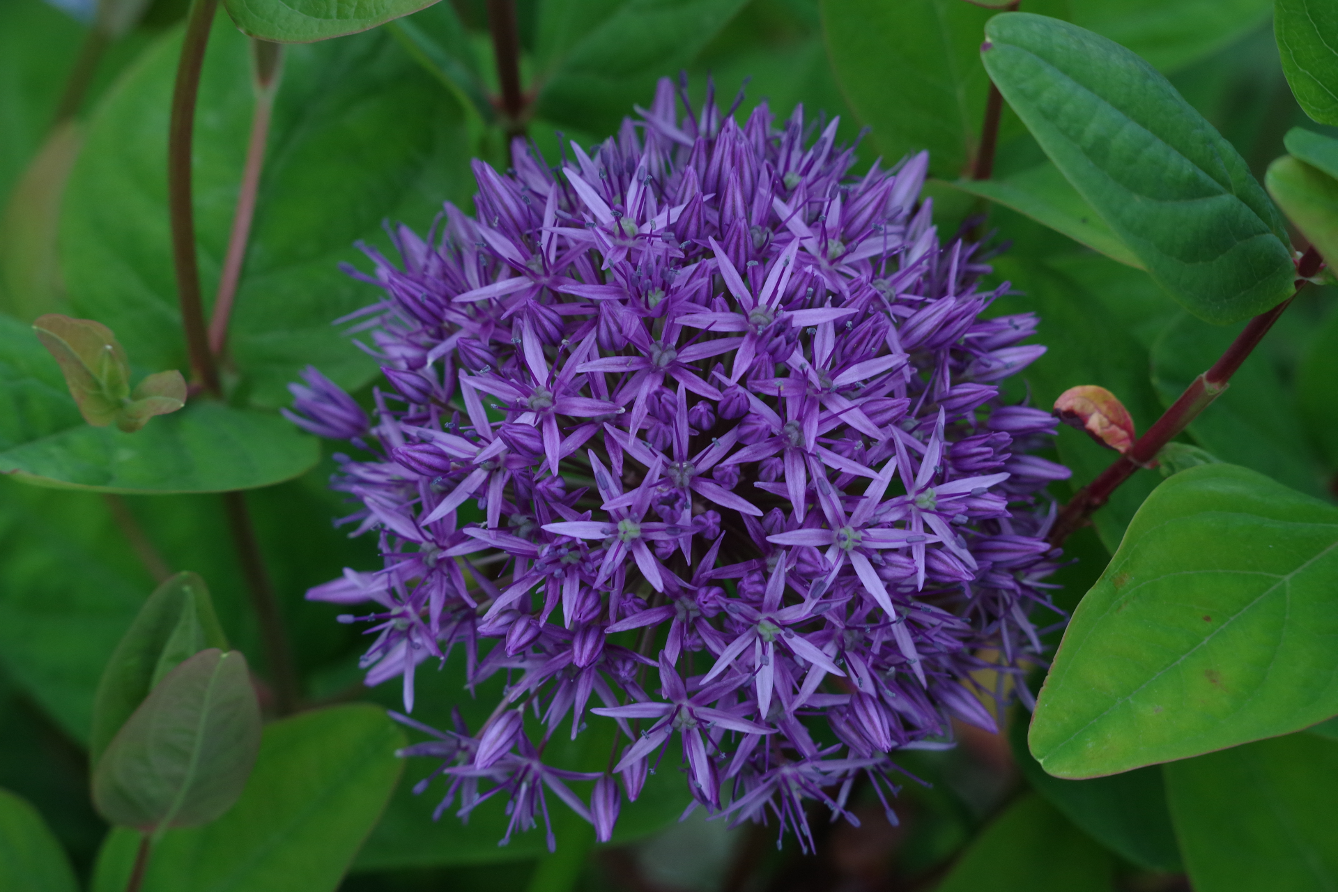 Allium Flower