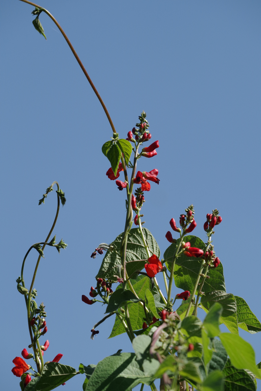 Bean Flowers in Summer