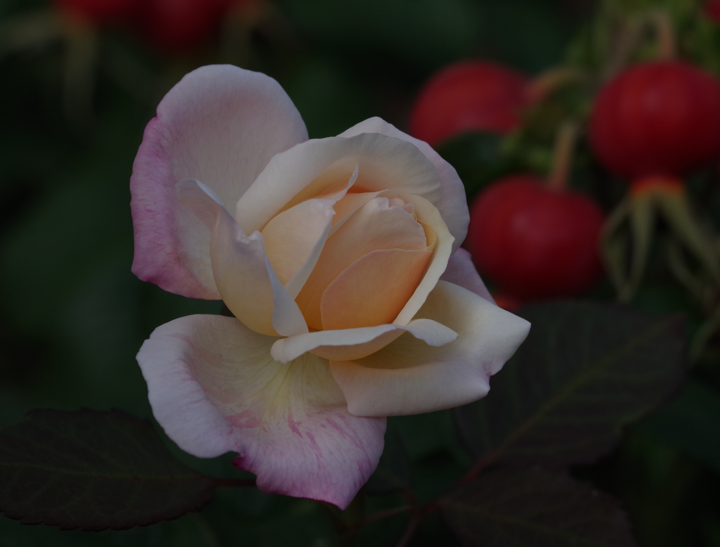 Rose at End of Summer