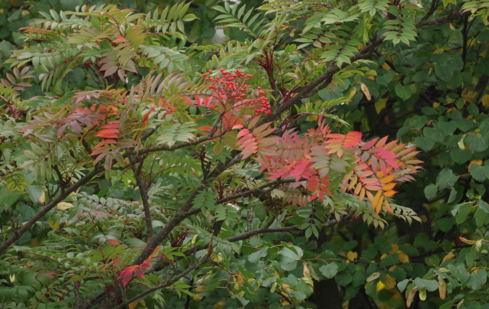 Leaves Turning Red